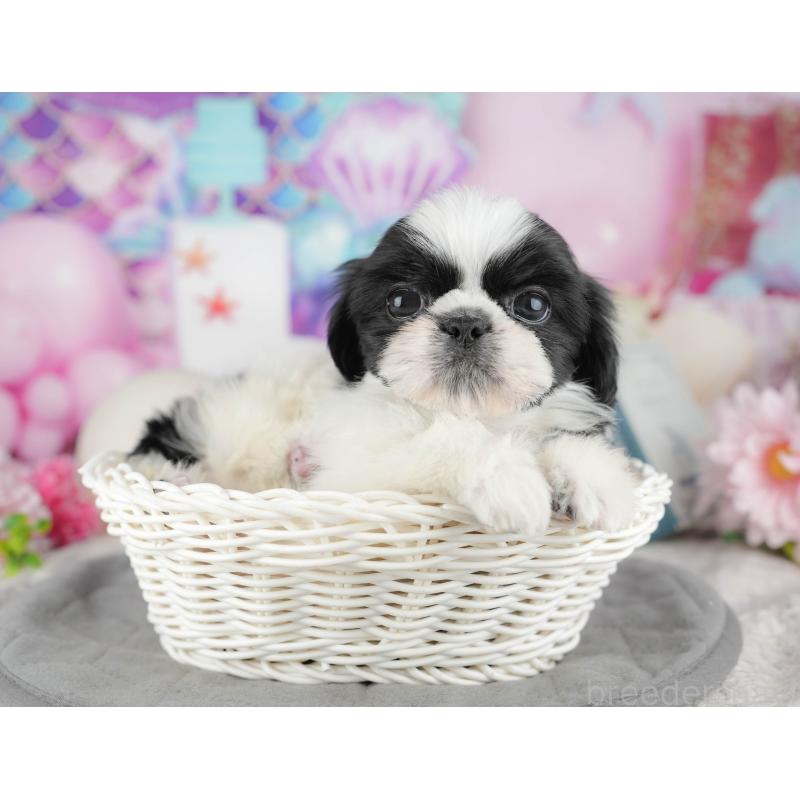 販売中の東京都のミックス犬-449306の7枚目