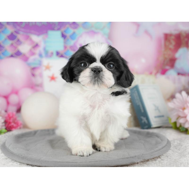 販売中の東京都のミックス犬-449306の6枚目