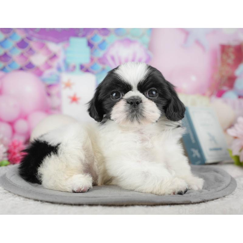 販売中の東京都のミックス犬-449306の5枚目