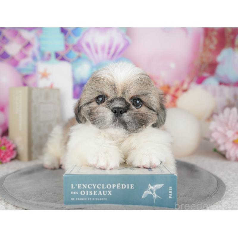 販売中の東京都のミックス犬-449299