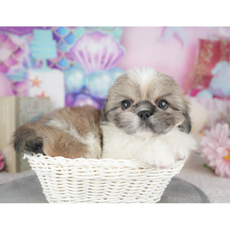 販売中の東京都のミックス犬-449299の11枚目