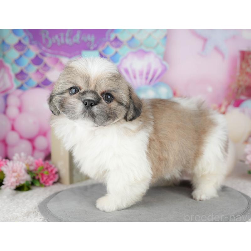 販売中の東京都のミックス犬-449299の10枚目