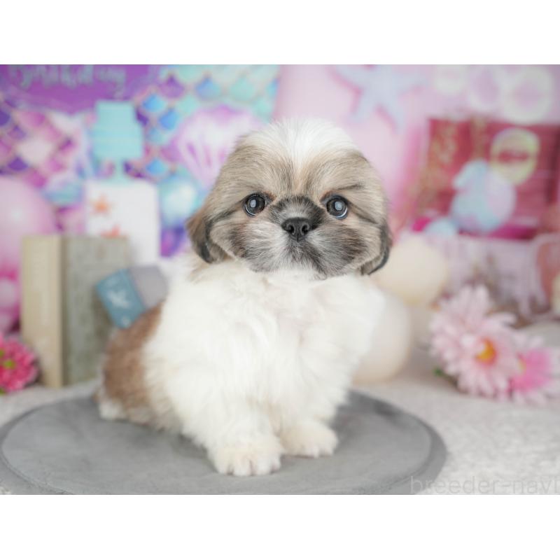 販売中の東京都のミックス犬-449299の9枚目