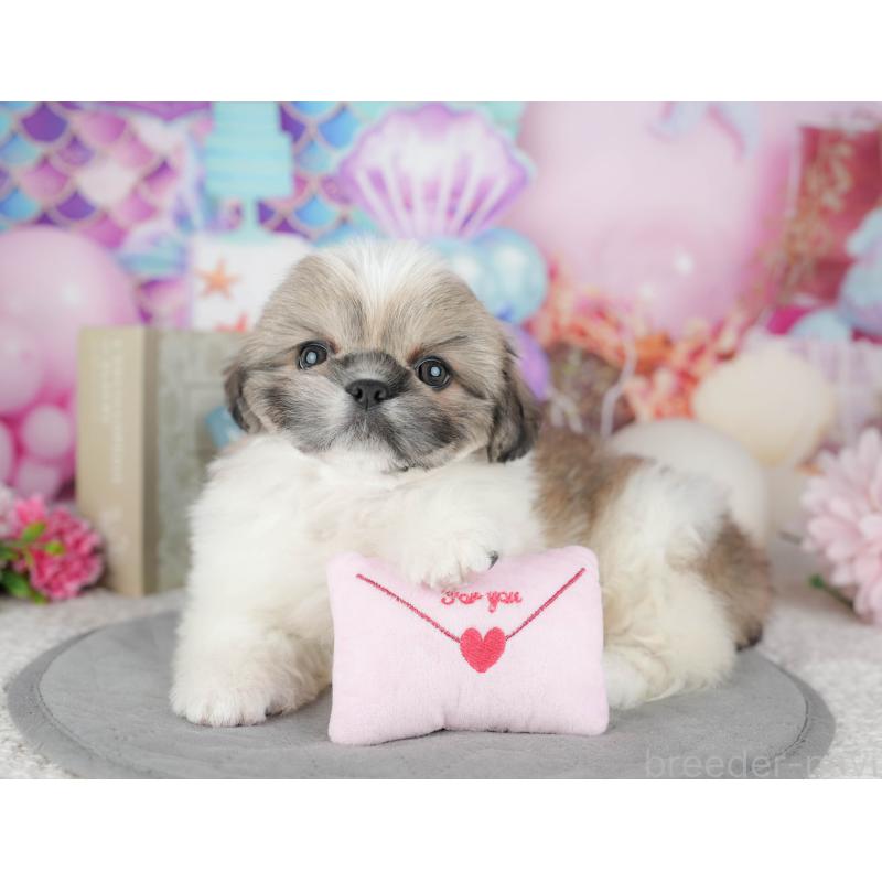 販売中の東京都のミックス犬-449299の8枚目