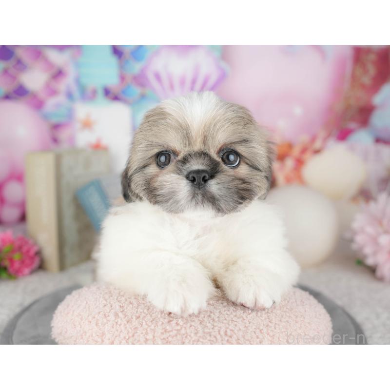 販売中の東京都のミックス犬-449299の6枚目