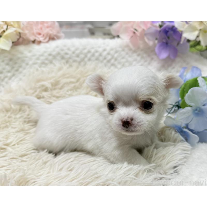 販売中の京都府のチワワ(ロングコート)-449189の6枚目