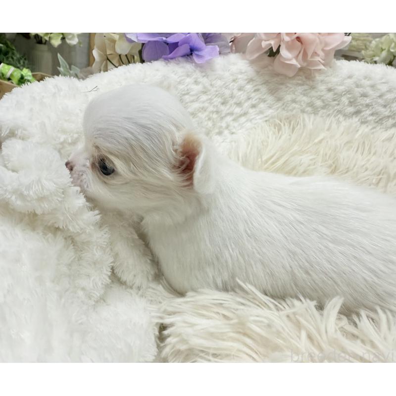 販売中の京都府のチワワ(ロングコート)-449189の4枚目