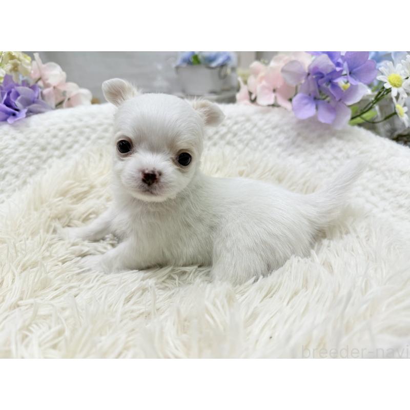 販売中の京都府のチワワ(ロングコート)-449189の3枚目