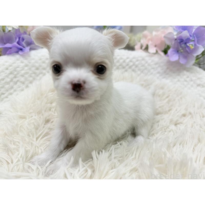 販売中の京都府のチワワ(ロングコート)-449189の2枚目