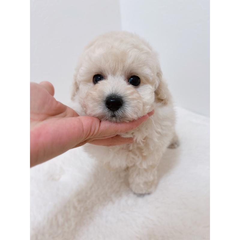 販売中の福岡県のタイニープードル-449190の6枚目