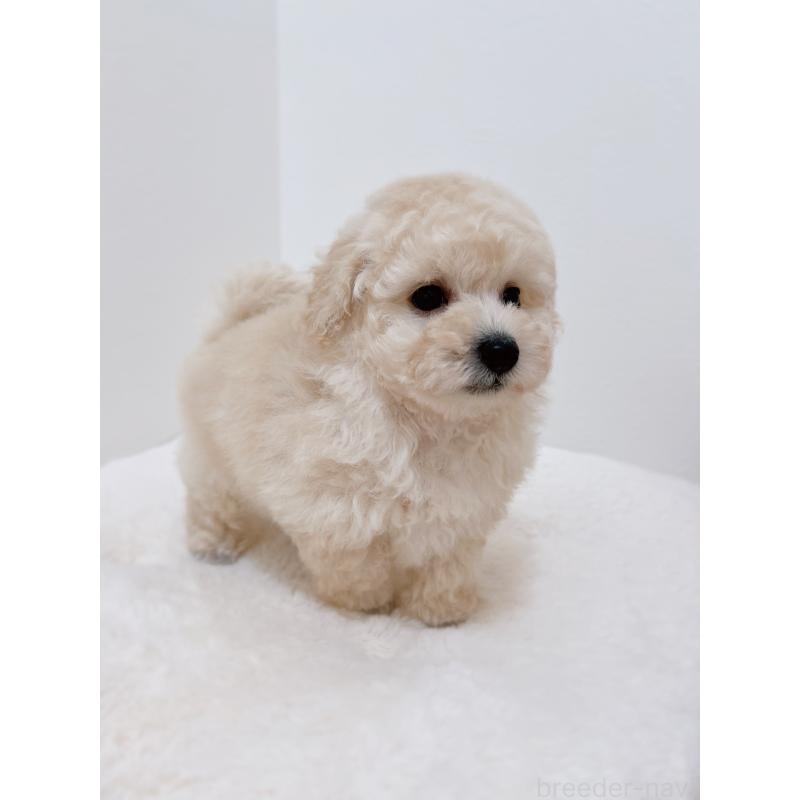 販売中の福岡県のタイニープードル-449190の5枚目