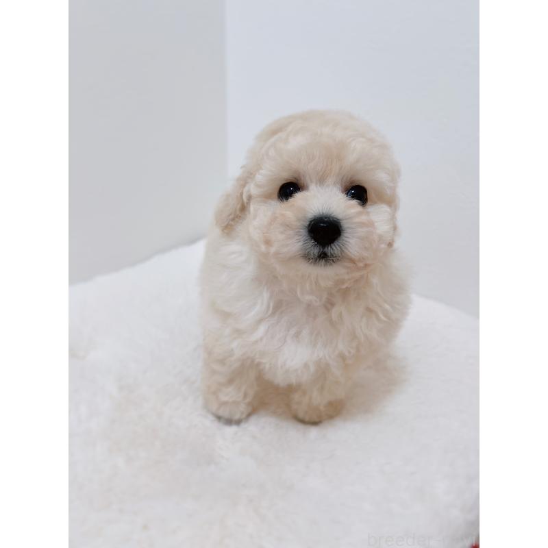 販売中の福岡県のタイニープードル-449190の4枚目