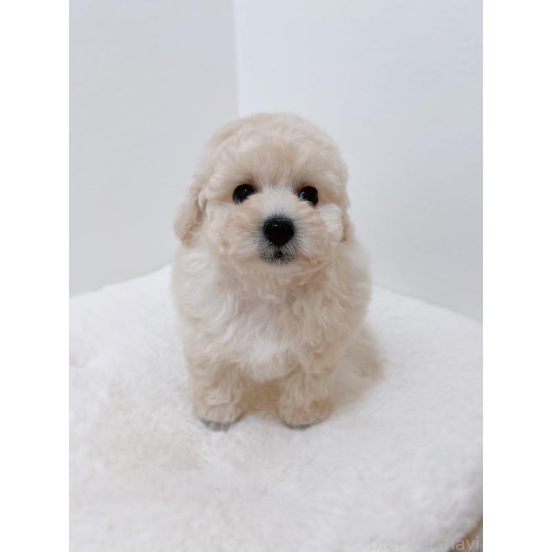 販売中の福岡県のタイニープードル-449190の3枚目