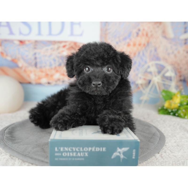 販売中の東京都のトイプードル-449297