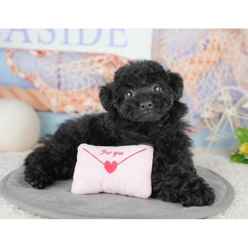 販売中の東京都のトイプードル-449297の10枚目