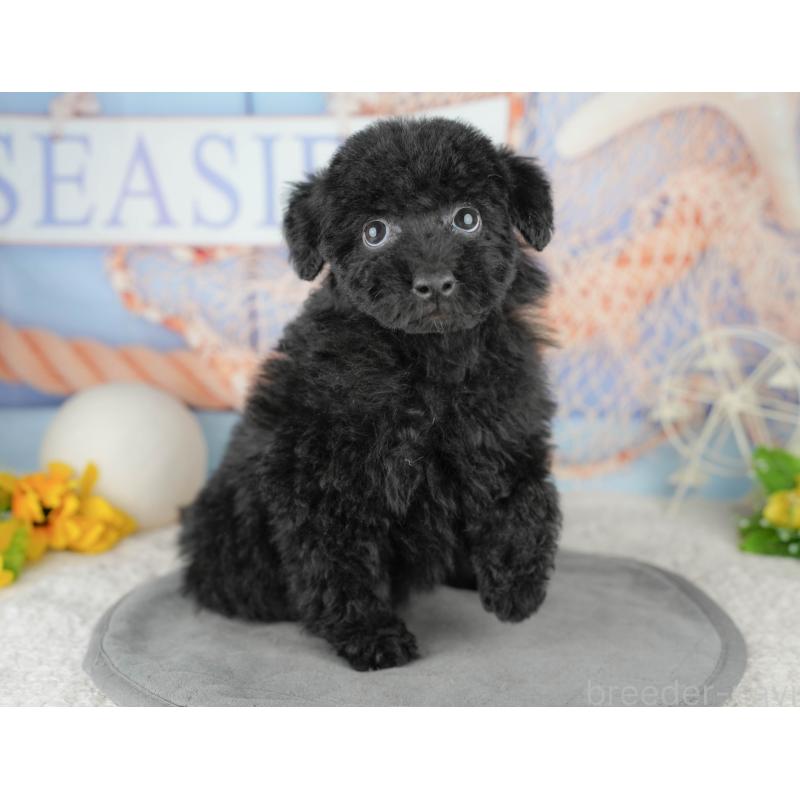 販売中の東京都のトイプードル-449297の8枚目