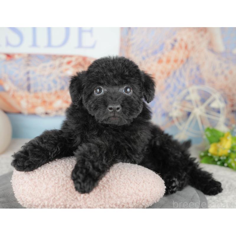 販売中の東京都のトイプードル-449297の7枚目