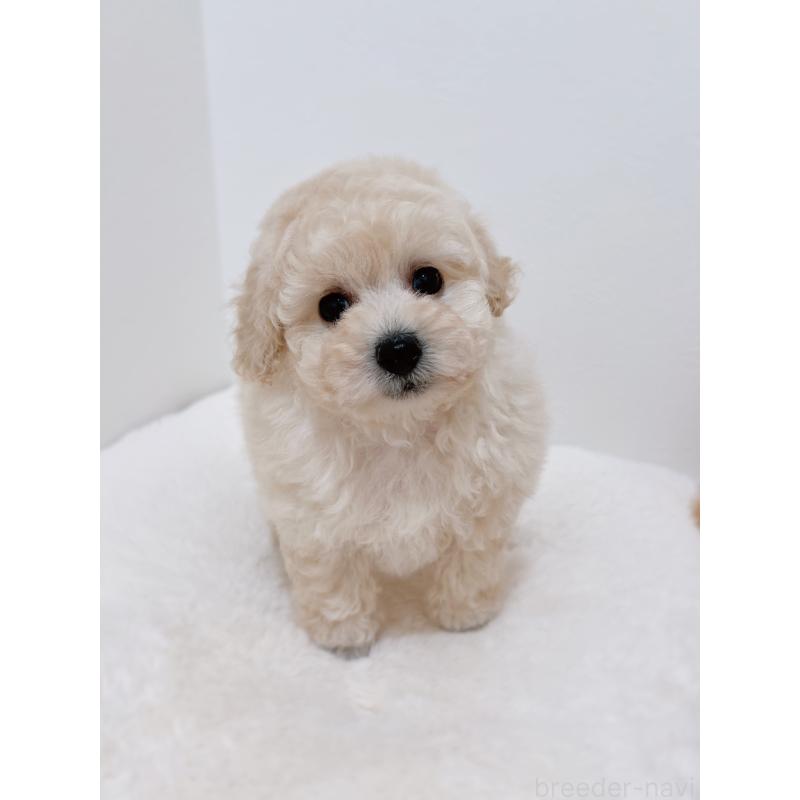 販売中の福岡県のタイニープードル-449190の2枚目