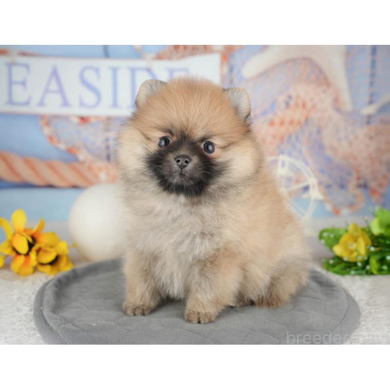 販売中の東京都のポメラニアン-449295