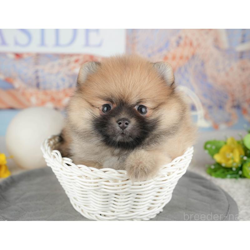 販売中の東京都のポメラニアン-449295の11枚目