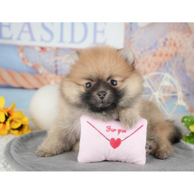 販売中の東京都のポメラニアン-449295の10枚目