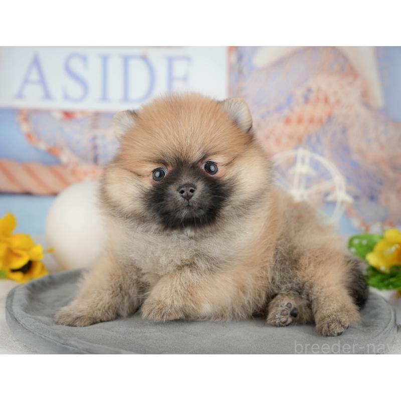 販売中の東京都のポメラニアン-449295の9枚目