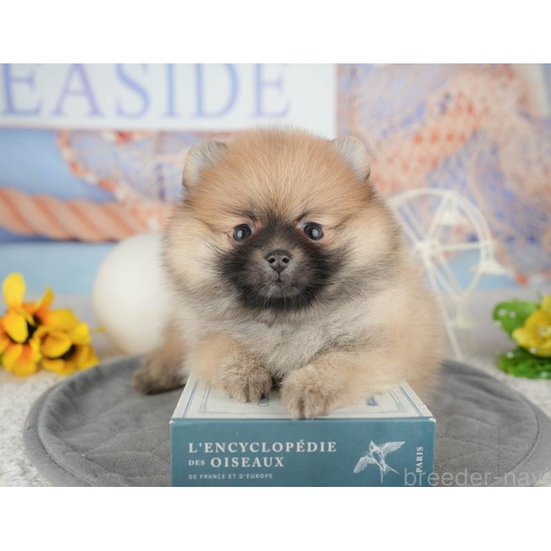 販売中の東京都のポメラニアン-449295の8枚目