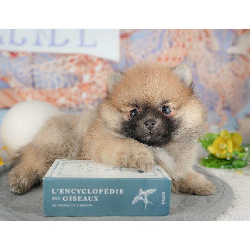 販売中の東京都のポメラニアン-449295の7枚目