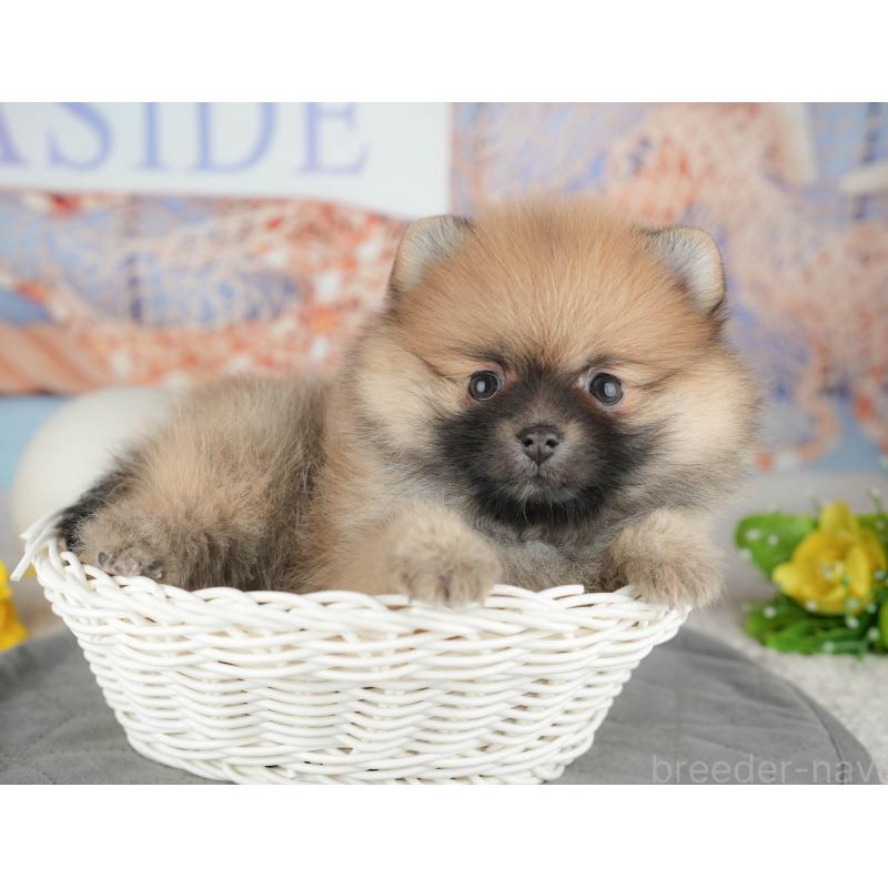 販売中の東京都のポメラニアン-449295の6枚目