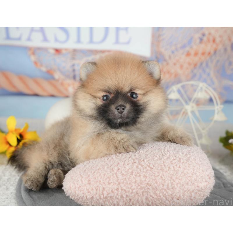 販売中の東京都のポメラニアン-449295の5枚目