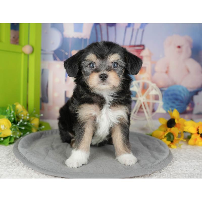 販売中の東京都のミックス犬-449287