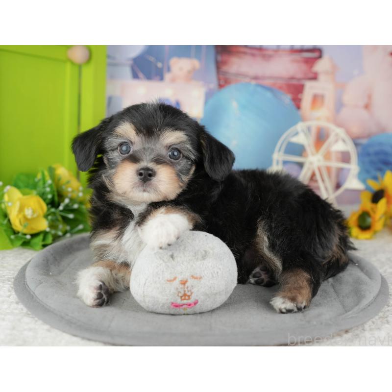 販売中の東京都のミックス犬-449287の9枚目