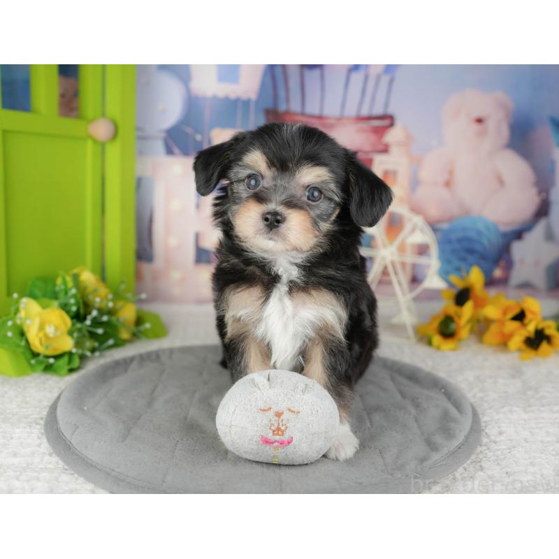 販売中の東京都のミックス犬-449287の8枚目