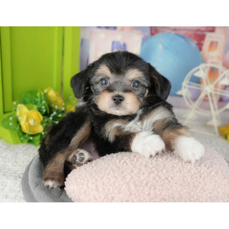 販売中の東京都のミックス犬-449287の7枚目