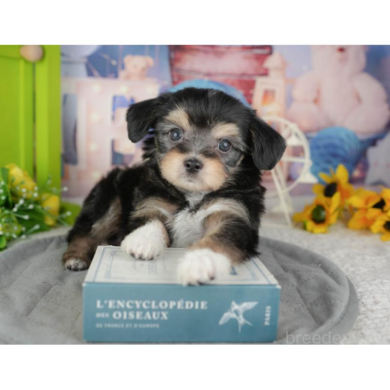 販売中の東京都のミックス犬-449287の6枚目