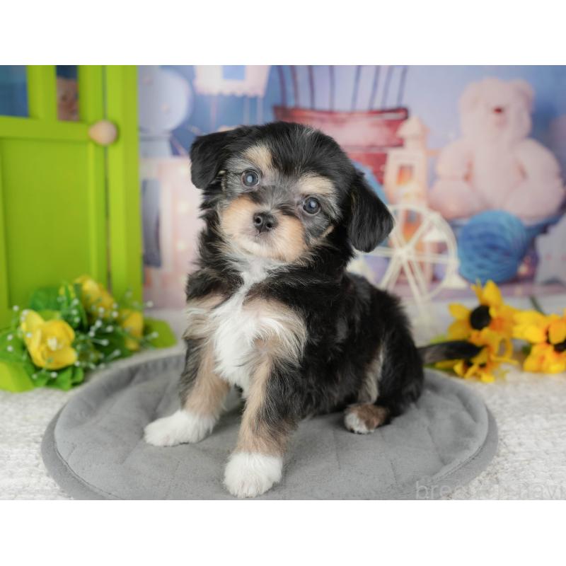 販売中の東京都のミックス犬-449287の3枚目