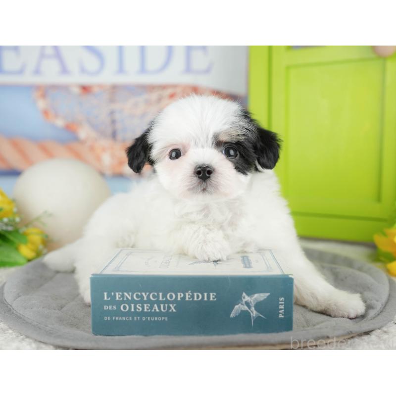 販売中の東京都のミックス犬-449286の11枚目