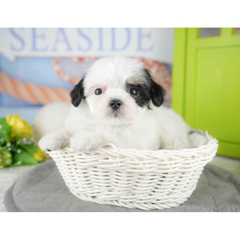 販売中の東京都のミックス犬-449286の10枚目