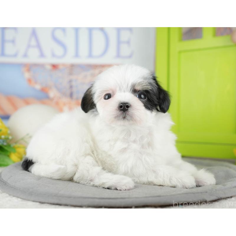 販売中の東京都のミックス犬-449286の9枚目