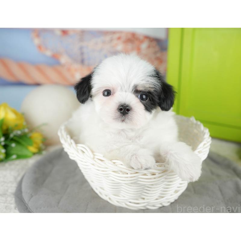 販売中の東京都のミックス犬-449286の8枚目