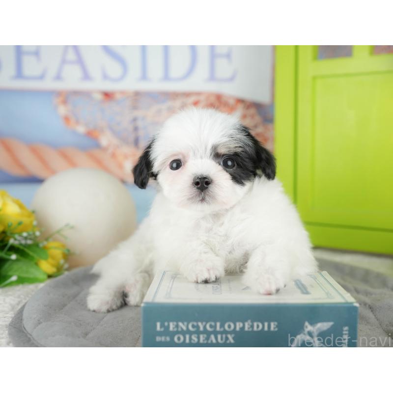 販売中の東京都のミックス犬-449286の7枚目