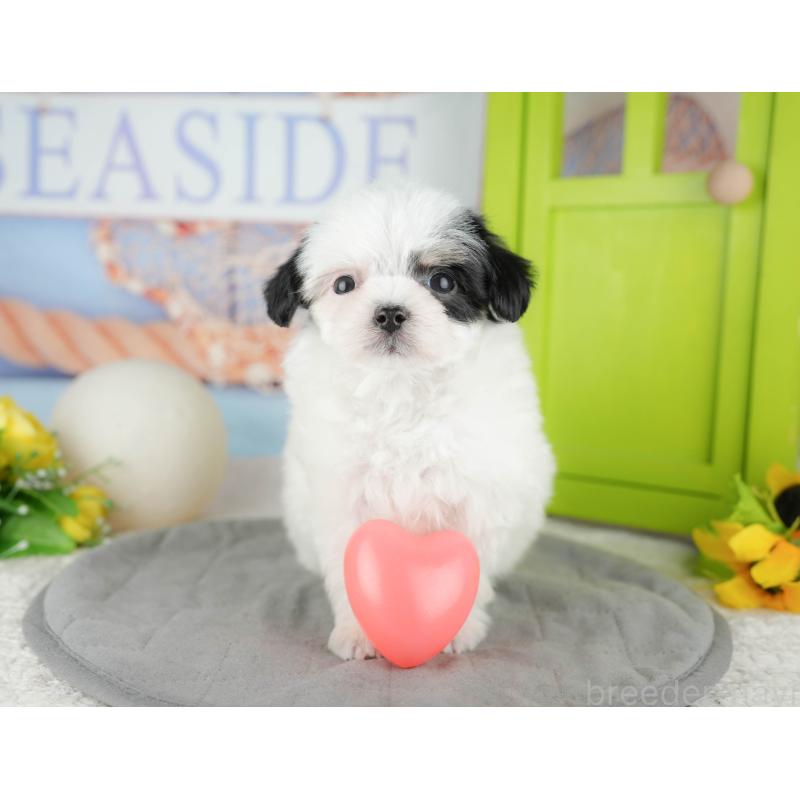 販売中の東京都のミックス犬-449286の4枚目