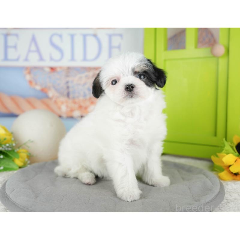 販売中の東京都のミックス犬-449286の3枚目