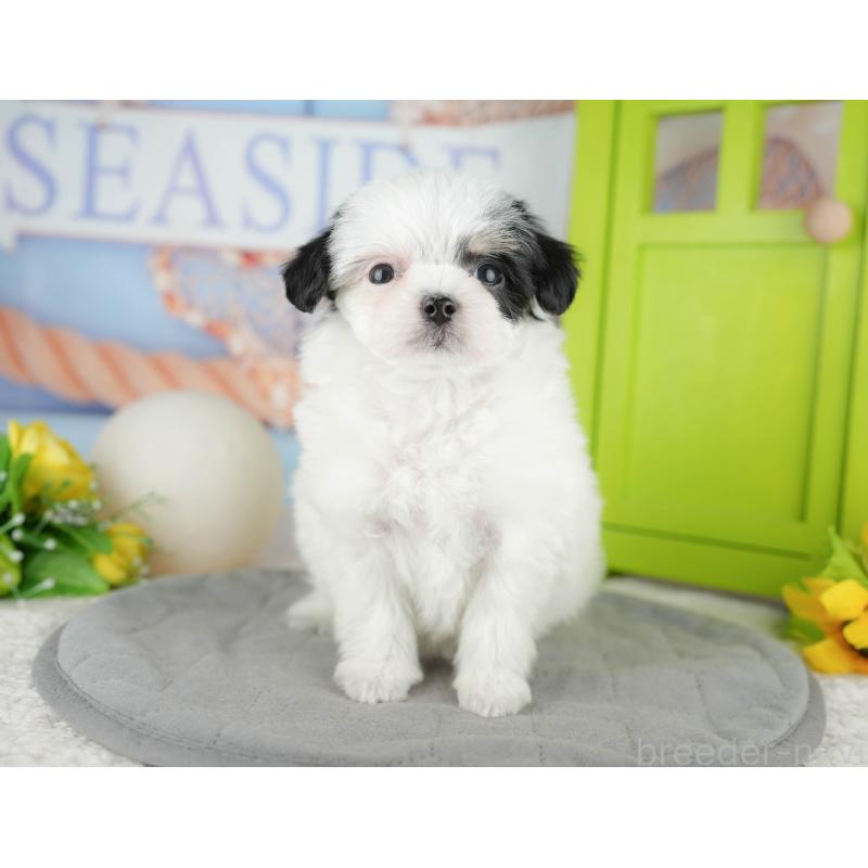 販売中の東京都のミックス犬-449286の2枚目