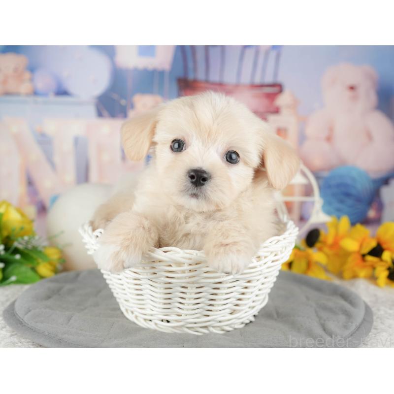 販売中の東京都のミックス犬-449285の12枚目