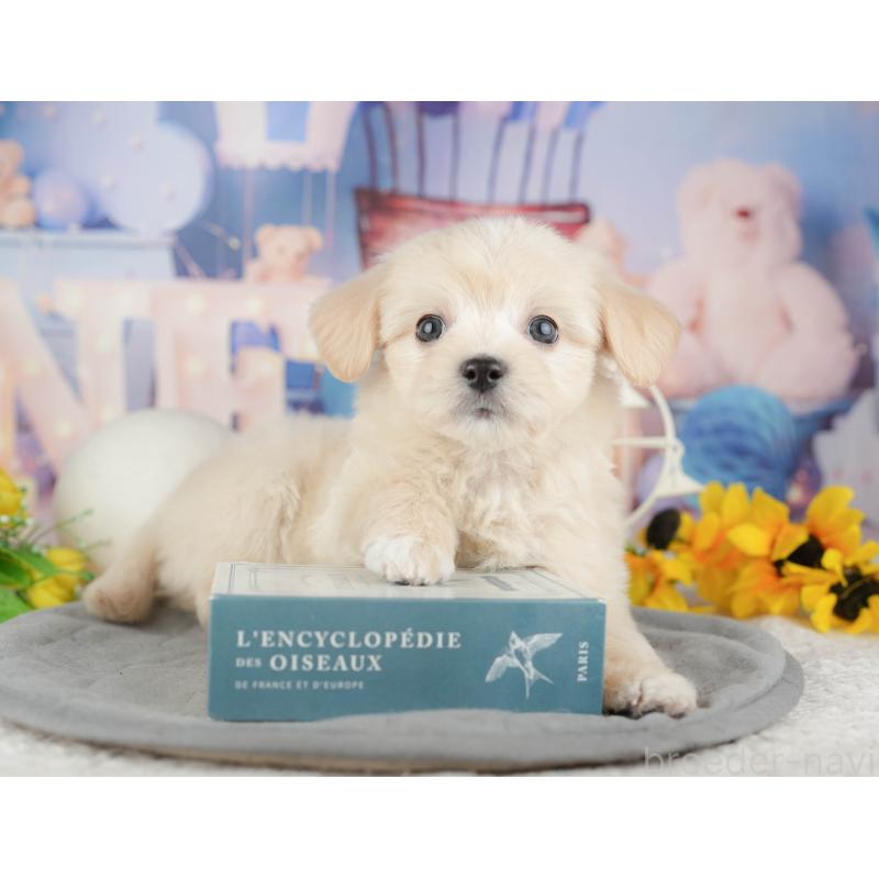 販売中の東京都のミックス犬-449285の11枚目