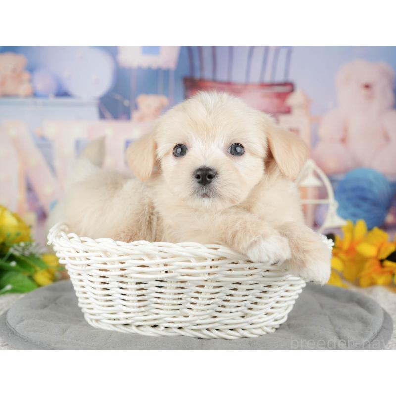 販売中の東京都のミックス犬-449285の10枚目