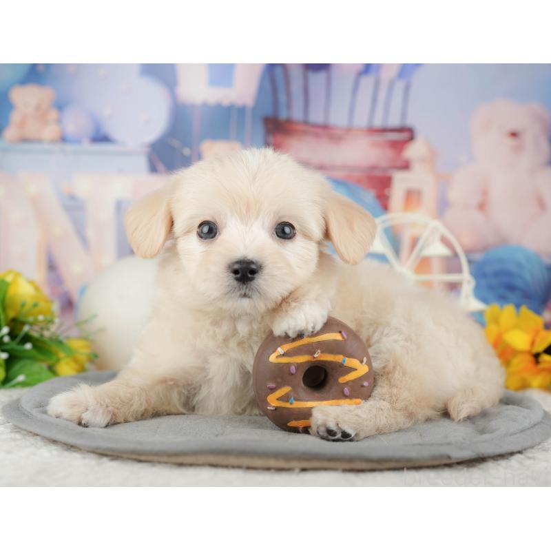 販売中の東京都のミックス犬-449285の9枚目