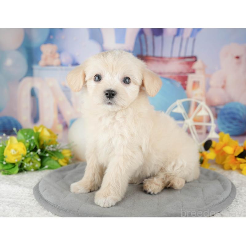 販売中の東京都のミックス犬-449285の8枚目