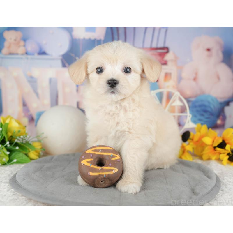 販売中の東京都のミックス犬-449285の6枚目